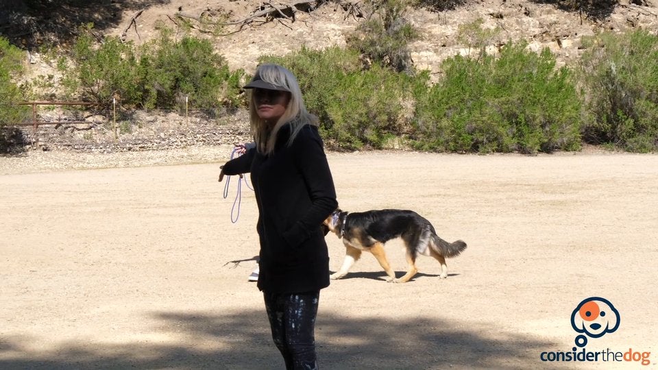 Working with a german shepherd with littermate syndrome