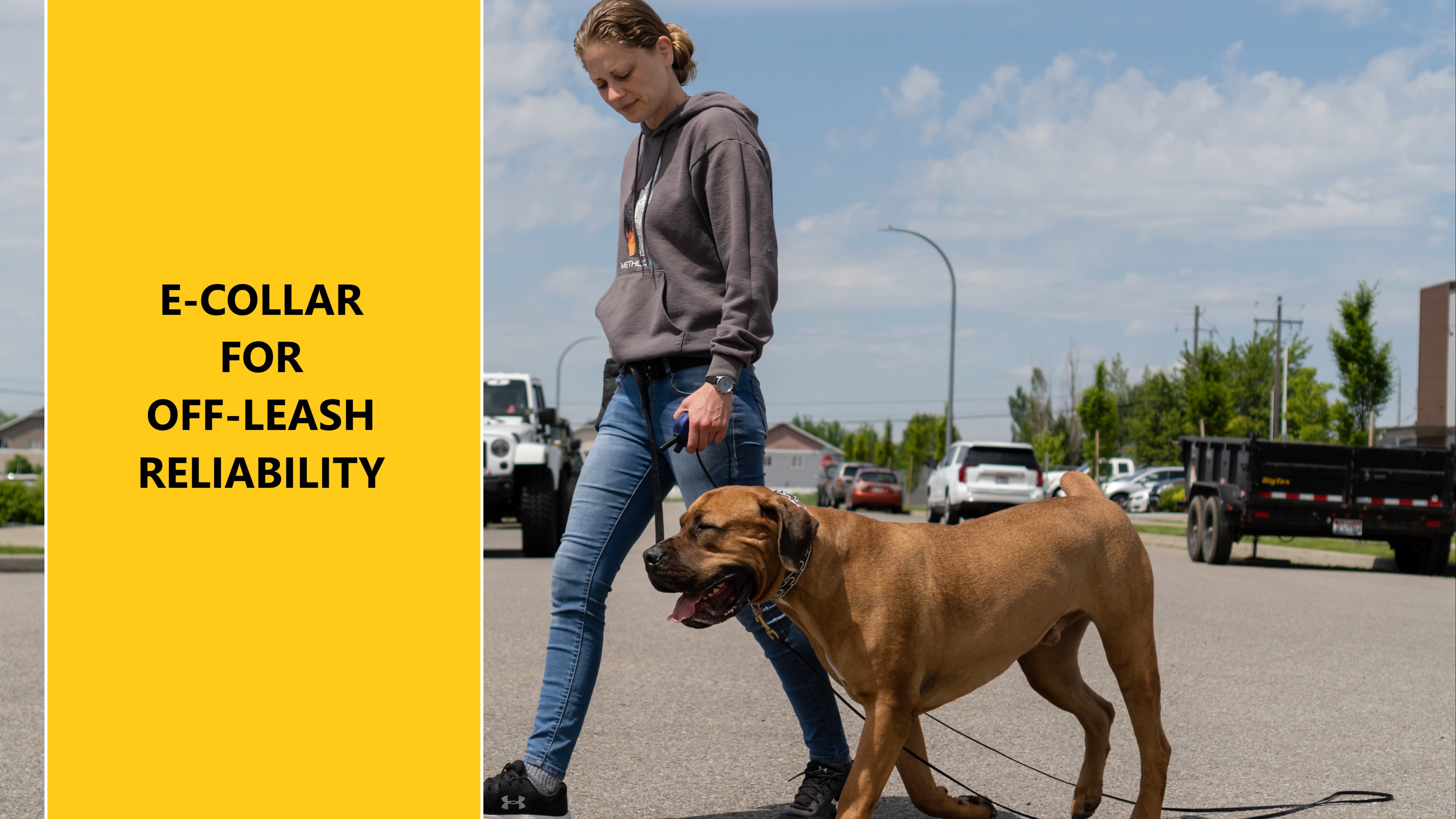 ECollar For OffLeash Reliability