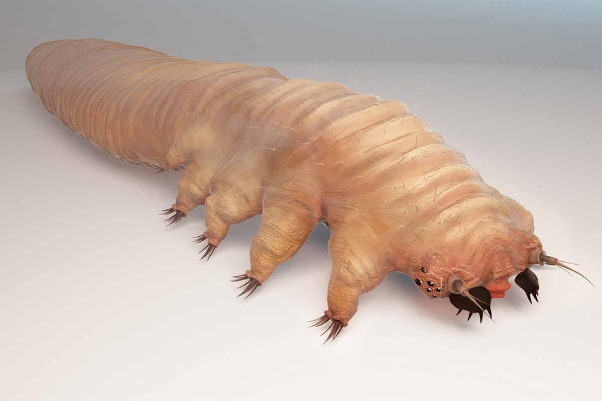 Acari punture, letto, come eliminali, visibili, a letto AlphabetCity