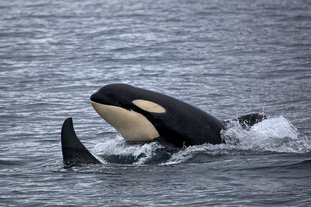 Orca Fun for Kids Facts, Videos & Coloring Page Activities