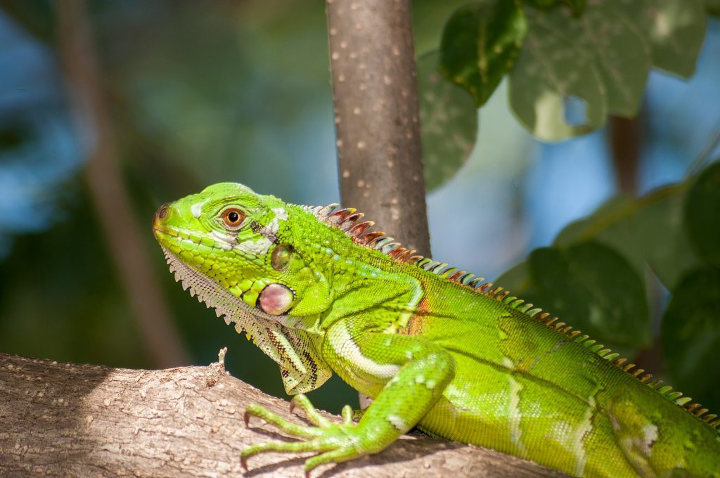 Iguana Get to Know You Interesting Iguana Fun Facts for Kids