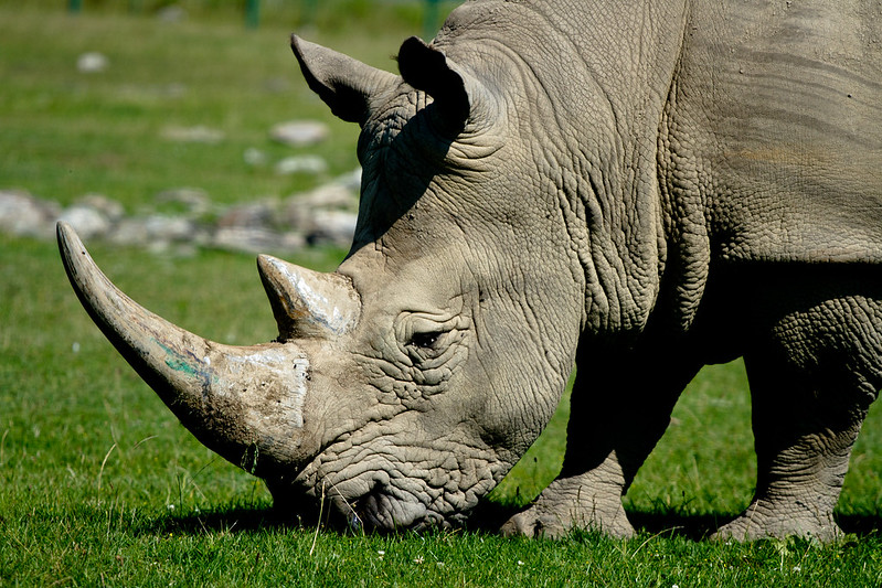 Animals that start with R Rhino