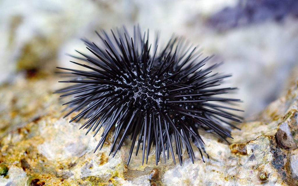 Fun Facts about Urchins The Punk Rockers of the Sea!