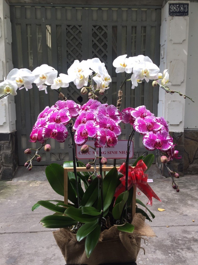 Daisy flower shop Fresh flower service BNI chapter