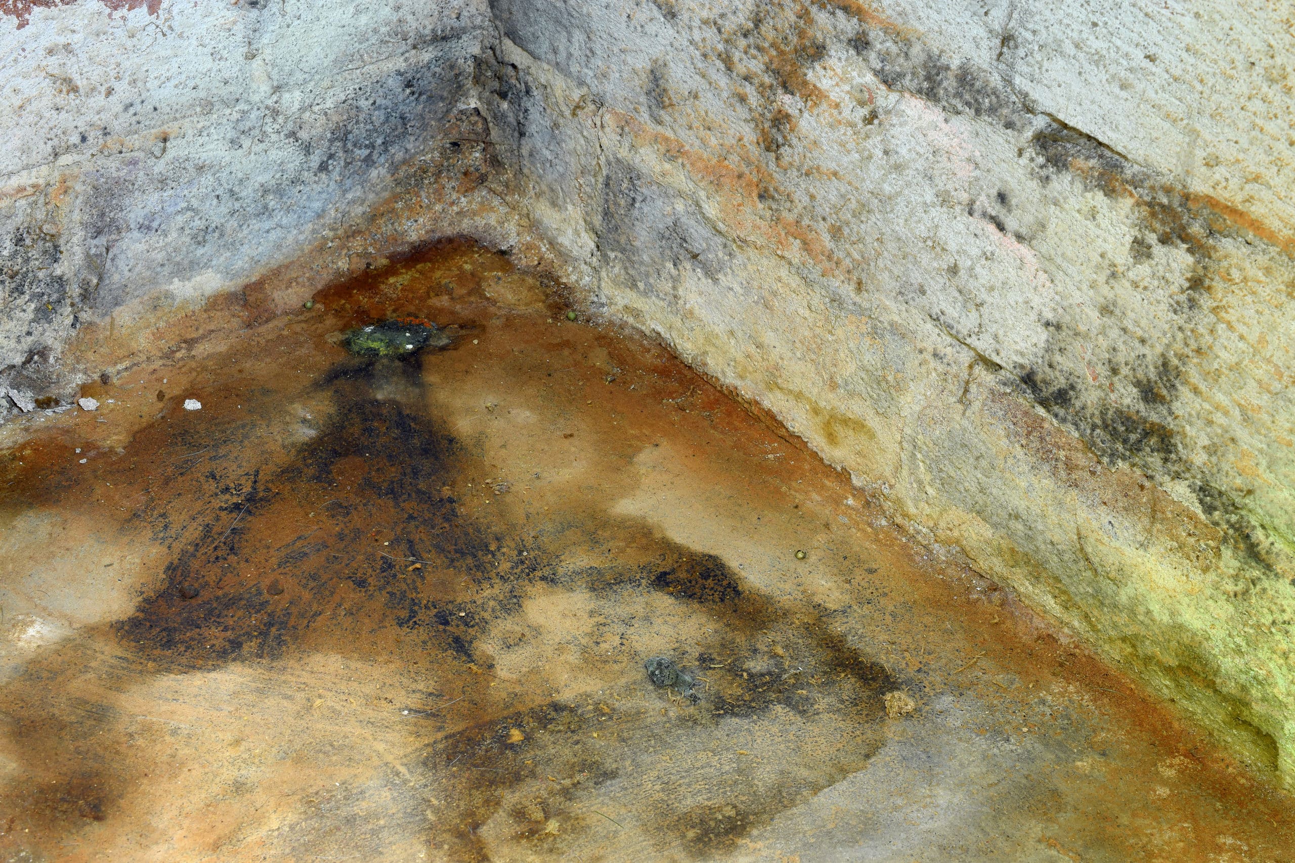 How to Get Rid of Mold in the Basement Alpha Building Inspections