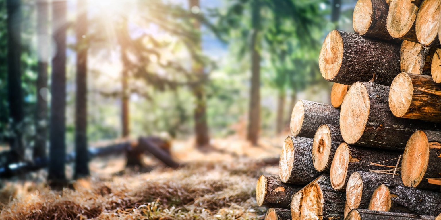 Can You Burn Pine Wood Outside at Jeremy Olivarez blog