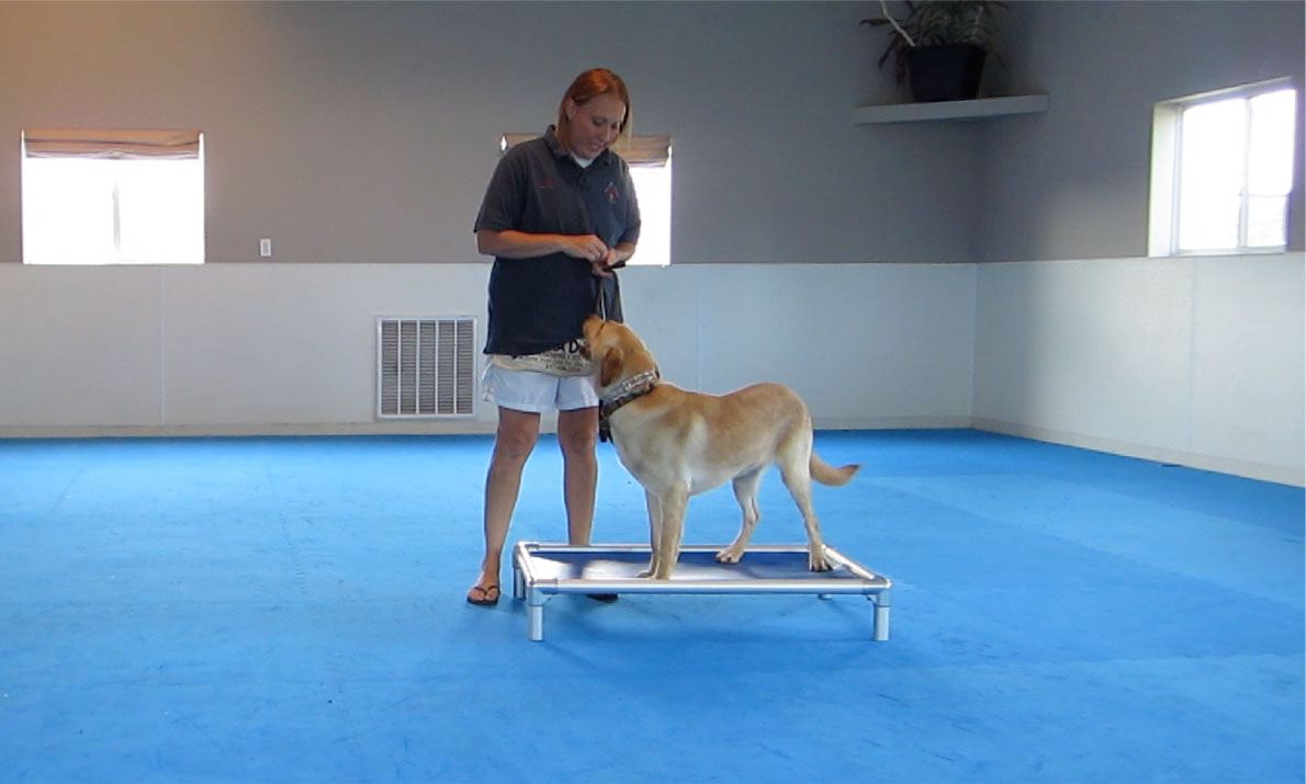 Alpha Dog Training Center