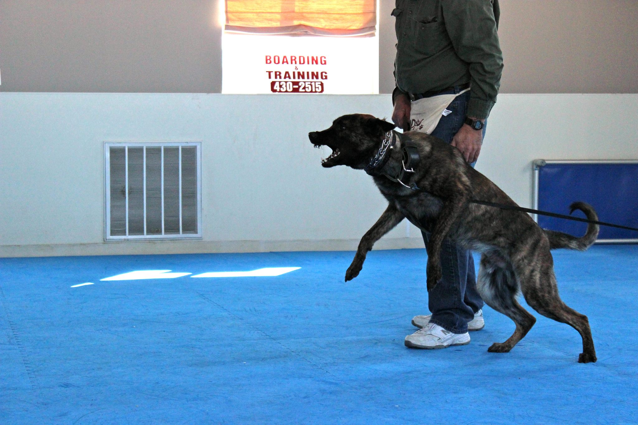 Custom Training Alpha Dog Training Center