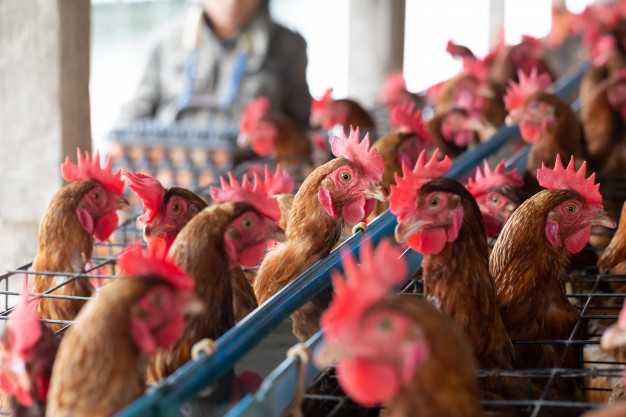 Poultry equipments Alpha Farming Equipments