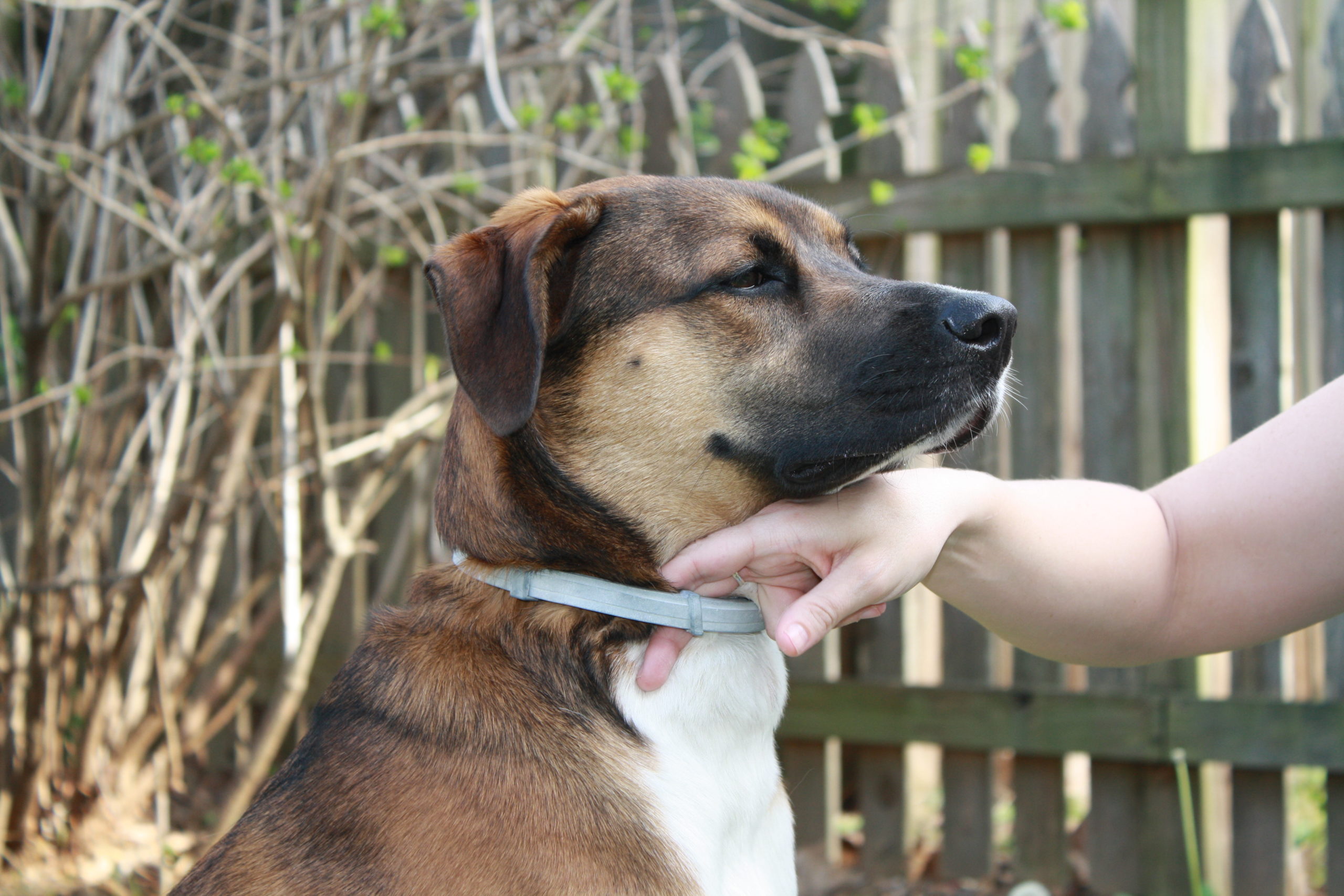 Pets and Ticks Alphagal Information