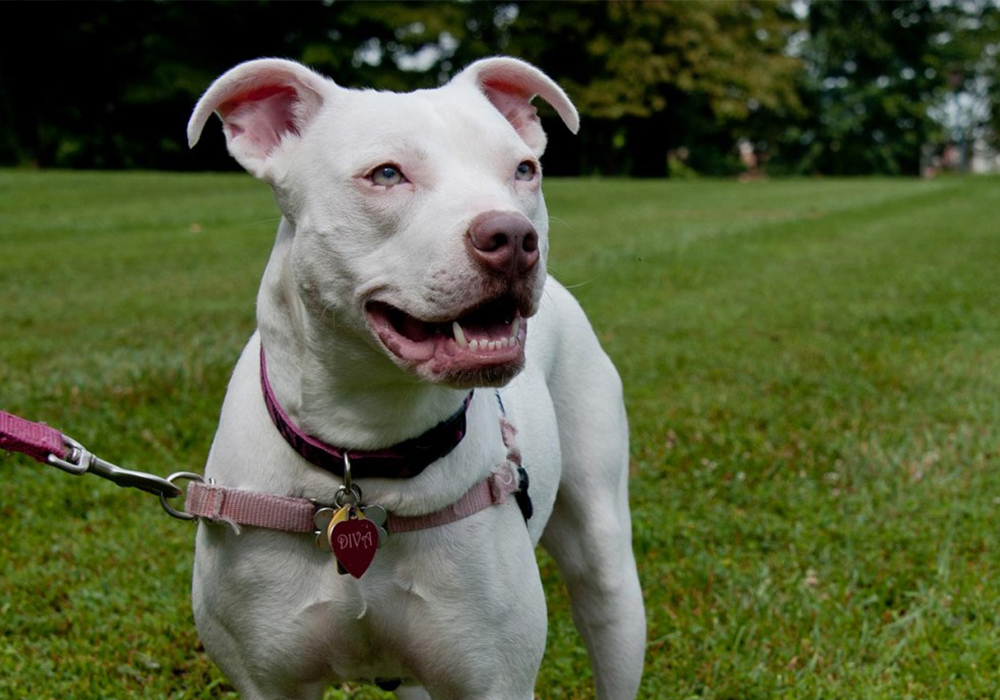 Jasper Humane Society Alpha Instincts Dog Training
