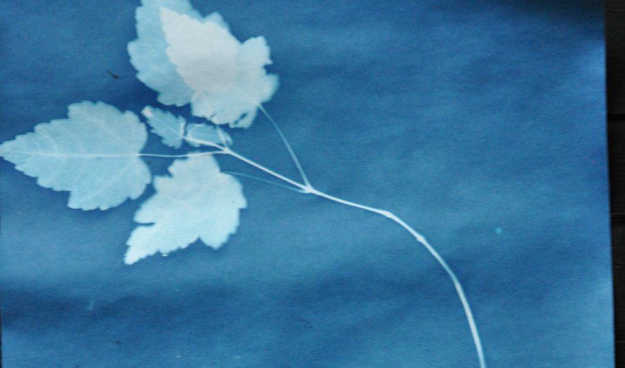 Making sun prints with children Alpha Mom