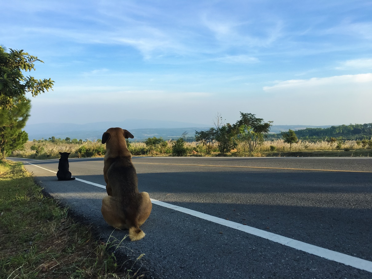 Why Does My Dog Lick The Pavement