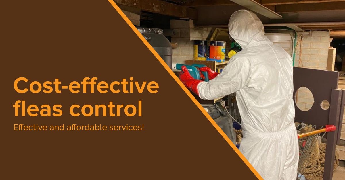 Fleas Control Knox City Centre » Alpha Pest Control
