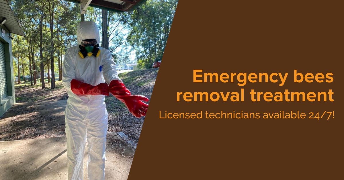 Bees Control Brighton Alpha Pest Control