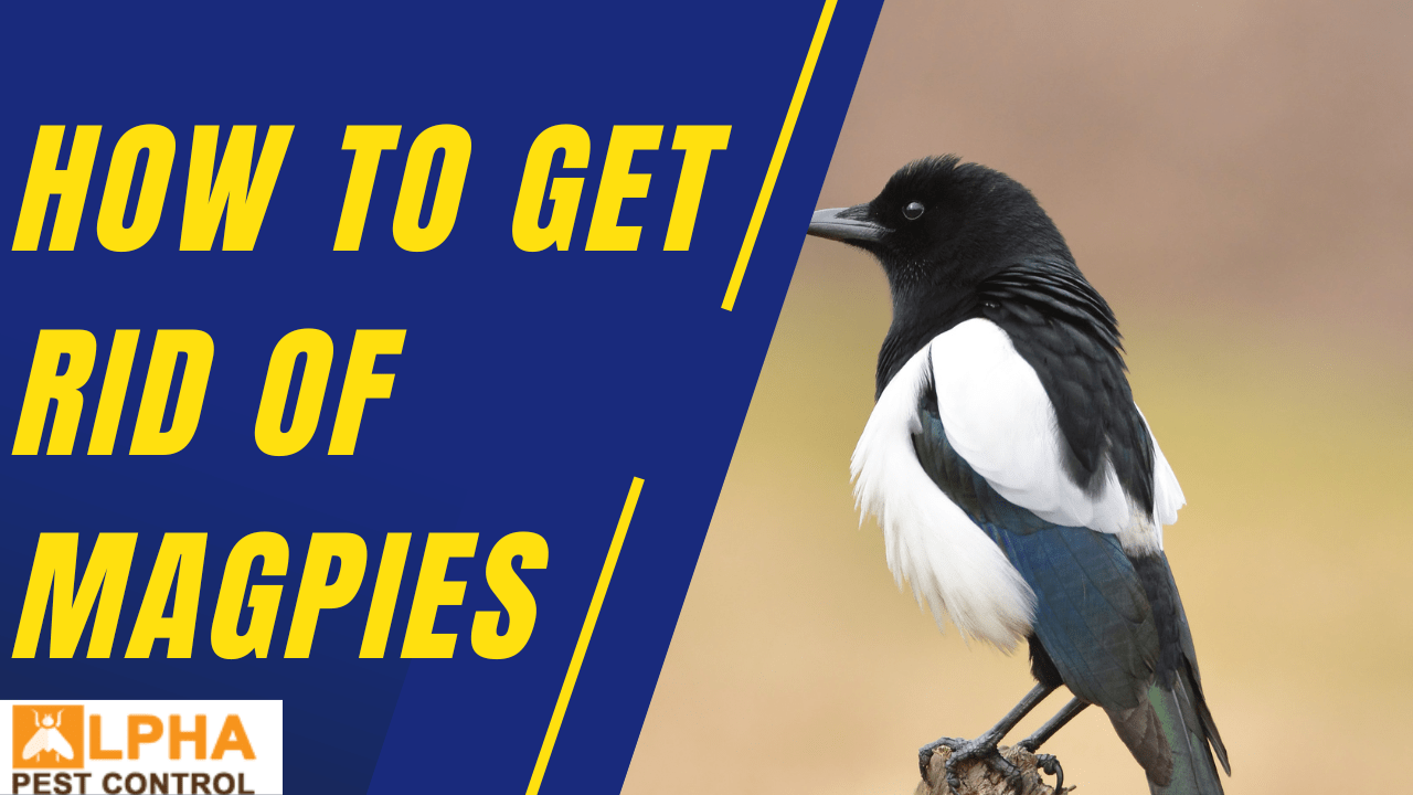 How To Get Rid of Magpies Alpha Pest Control