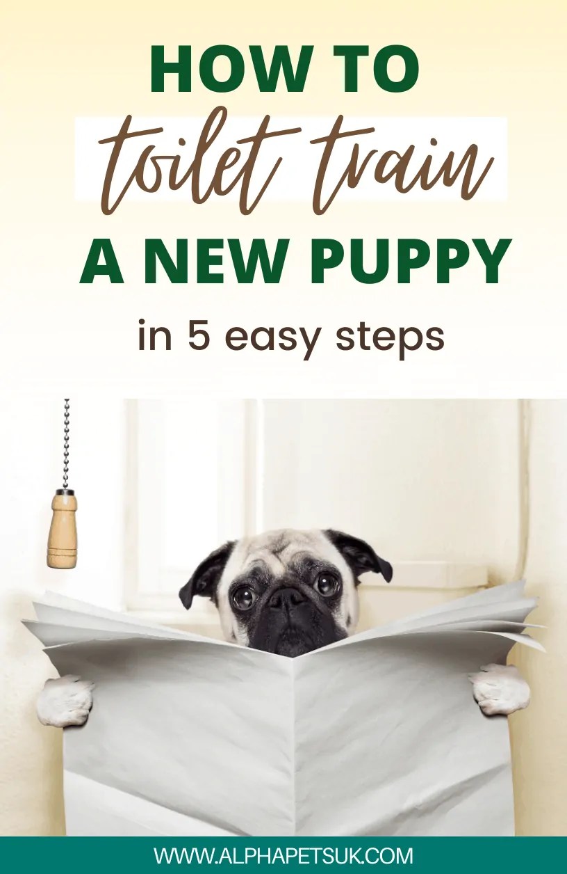 How to Stop a Dog From Peeing in the House 5 Steps for Toilet Training Your Puppy Alpha Pets UK