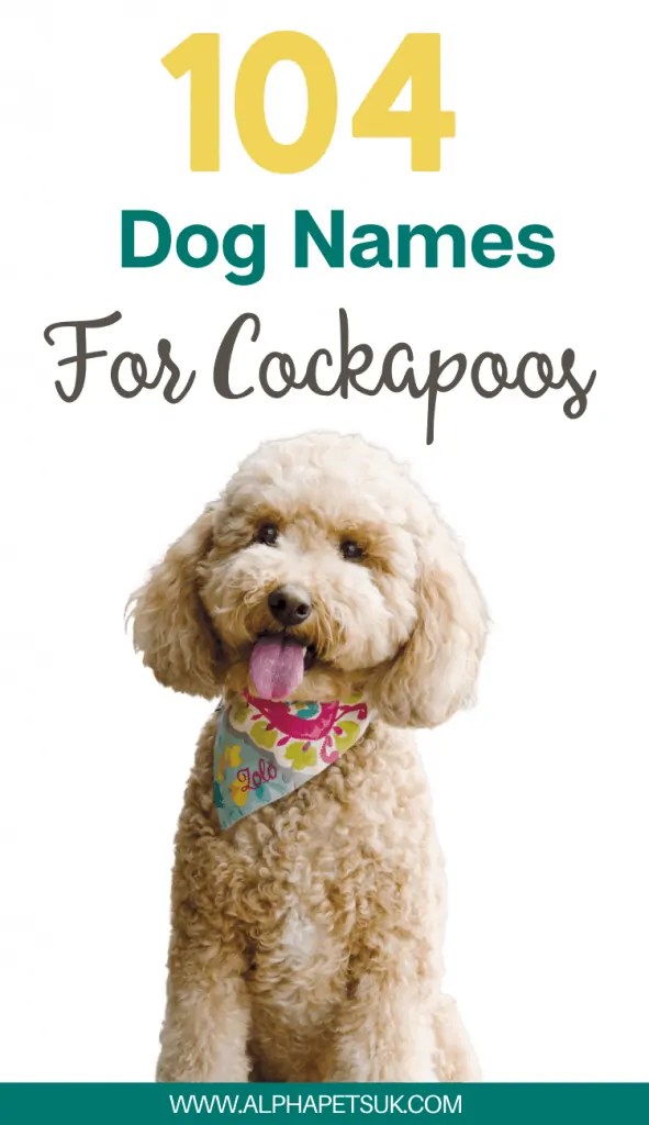 104 Cockapoo Names Popular Dog Names For Cocker Spaniels Alpha Pets UK
