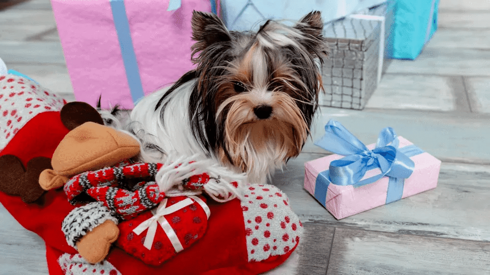 Best Dog Subscription Boxes UK Monthly Pet Subscription Gift Boxes