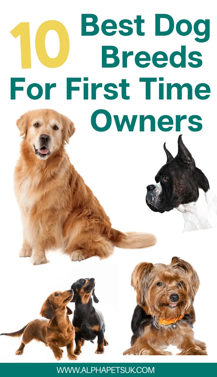 10 Popular MediumEnergy Dog Breeds and How to Care for Them Alpha