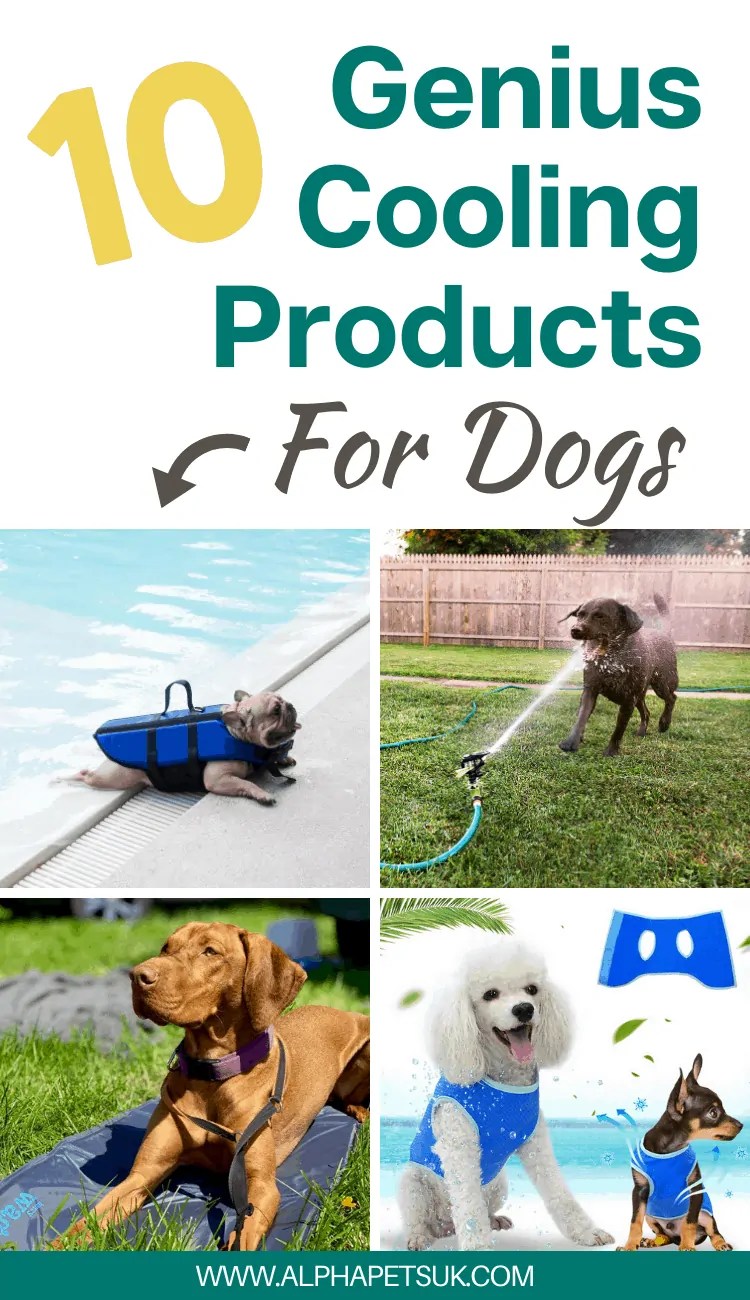 10 Genius Cooling Products for Dogs Keeping a Pet Cool During a