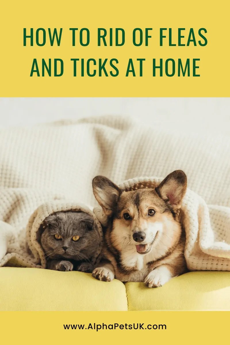 How To Prevent And Get Rid of Dog Fleas And Ticks Fast Alpha Pets UK