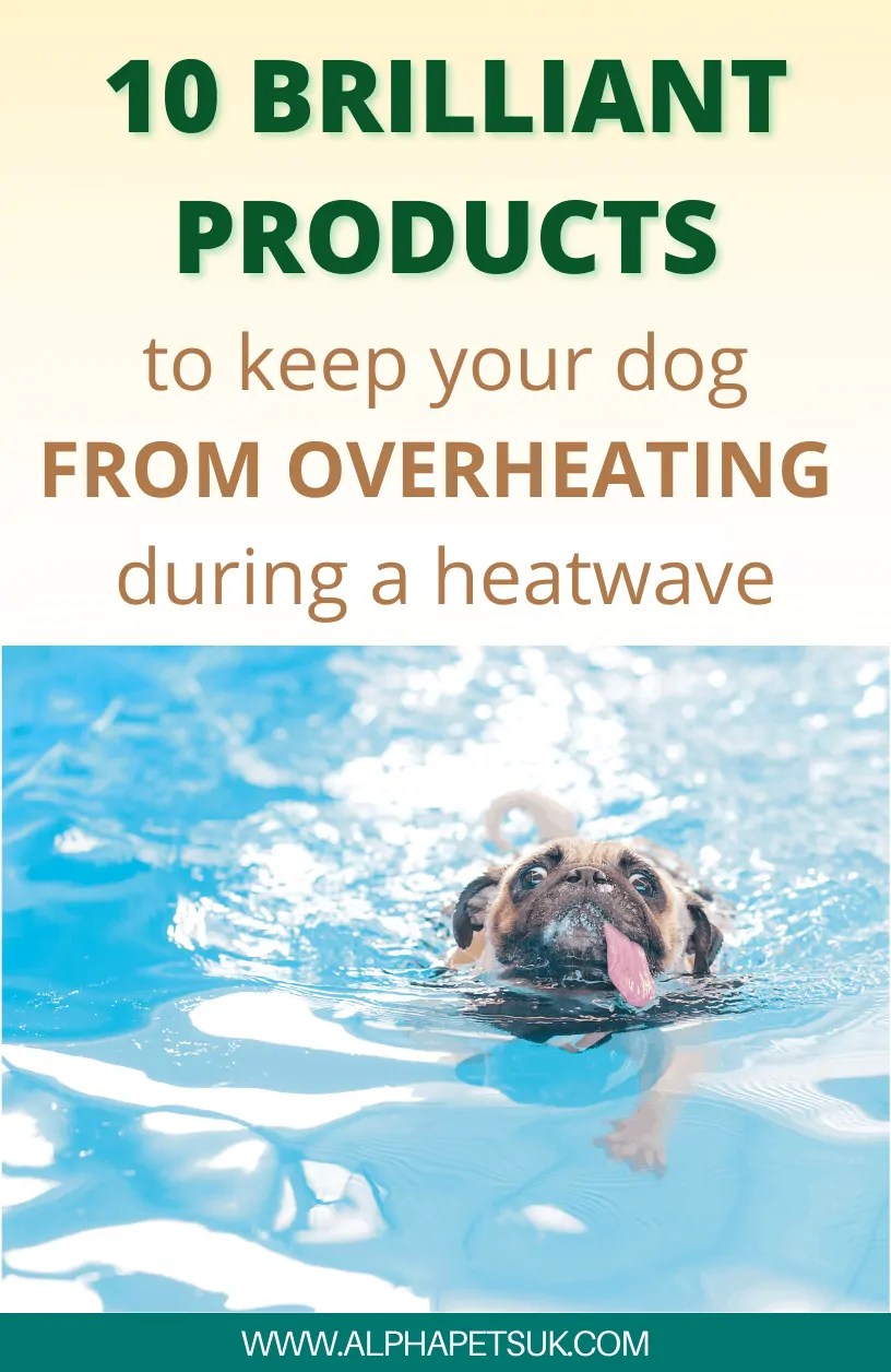 10 Genius Cooling Products for Dogs Keeping a Pet Cool During a