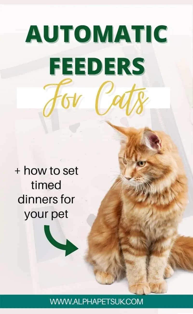 Best Automatic Feeders For Cats Top Rated Cat Food Dispensers For Dry & Wet Food Alpha Pets UK