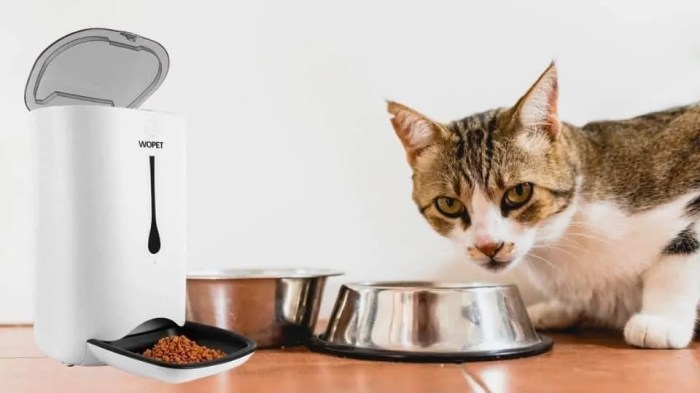 Auto Cat Feeder at Debra Cunningham blog