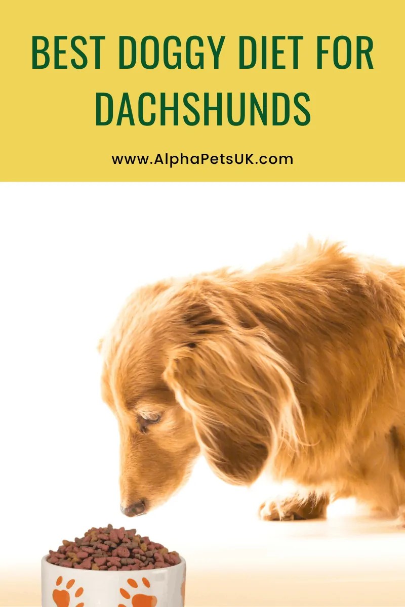 Best Puppy Food for Dachshunds Top Rated Diet & Dog Food Brands For