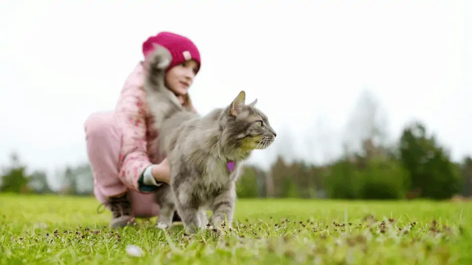 The Best GPS Pet Tracker For Cats How To Keep Track Of Your Cat And