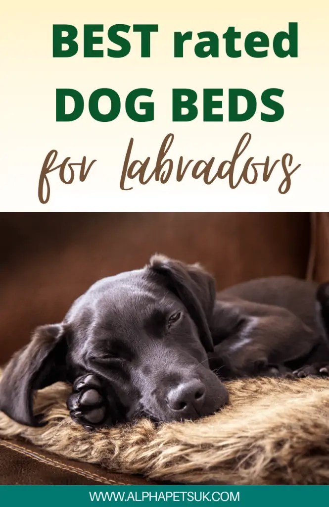 Best Dog Beds For Labradors Top 5 Durable & Easy To Wash Beds For