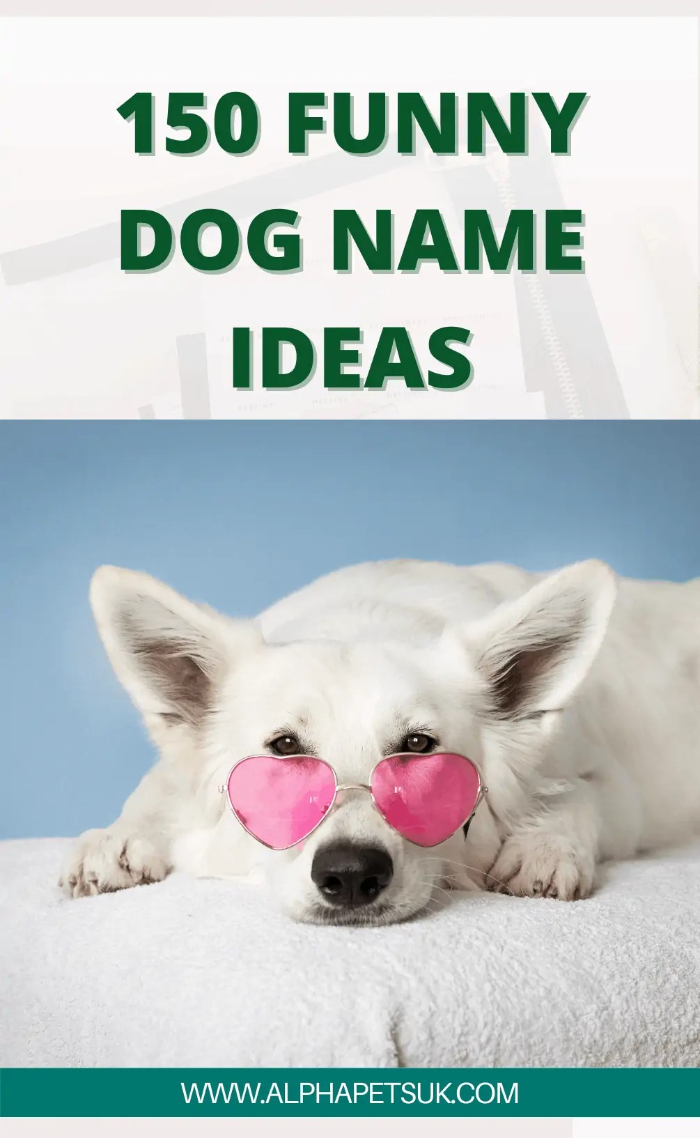 200+ English Bulldog Name Ideas Best Male And Female Bulldog Names