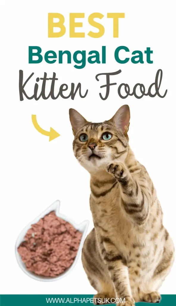 Best Cat Food For Bengal Kitten Bengal Cat Diet & Nutritious Brands