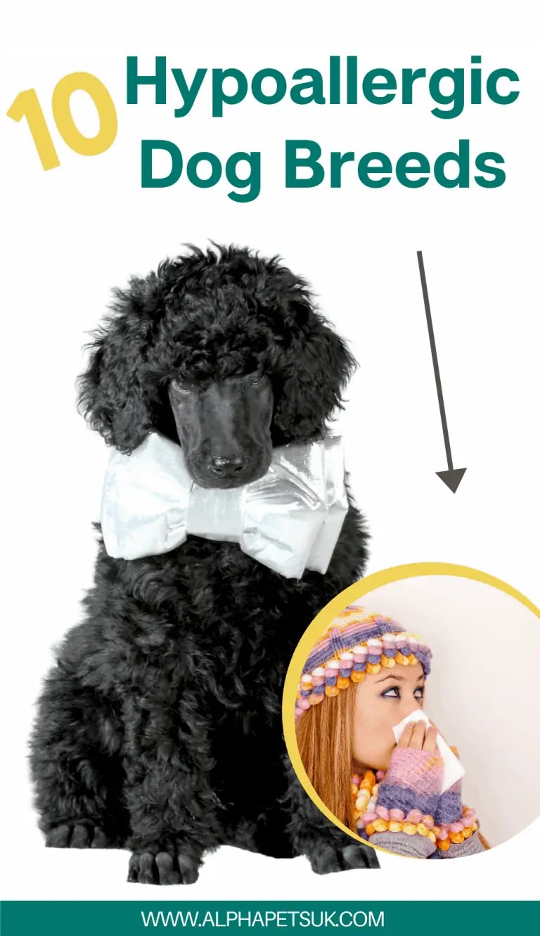 Best Hypoallergenic Dog Breeds UK Alpha Pets UK