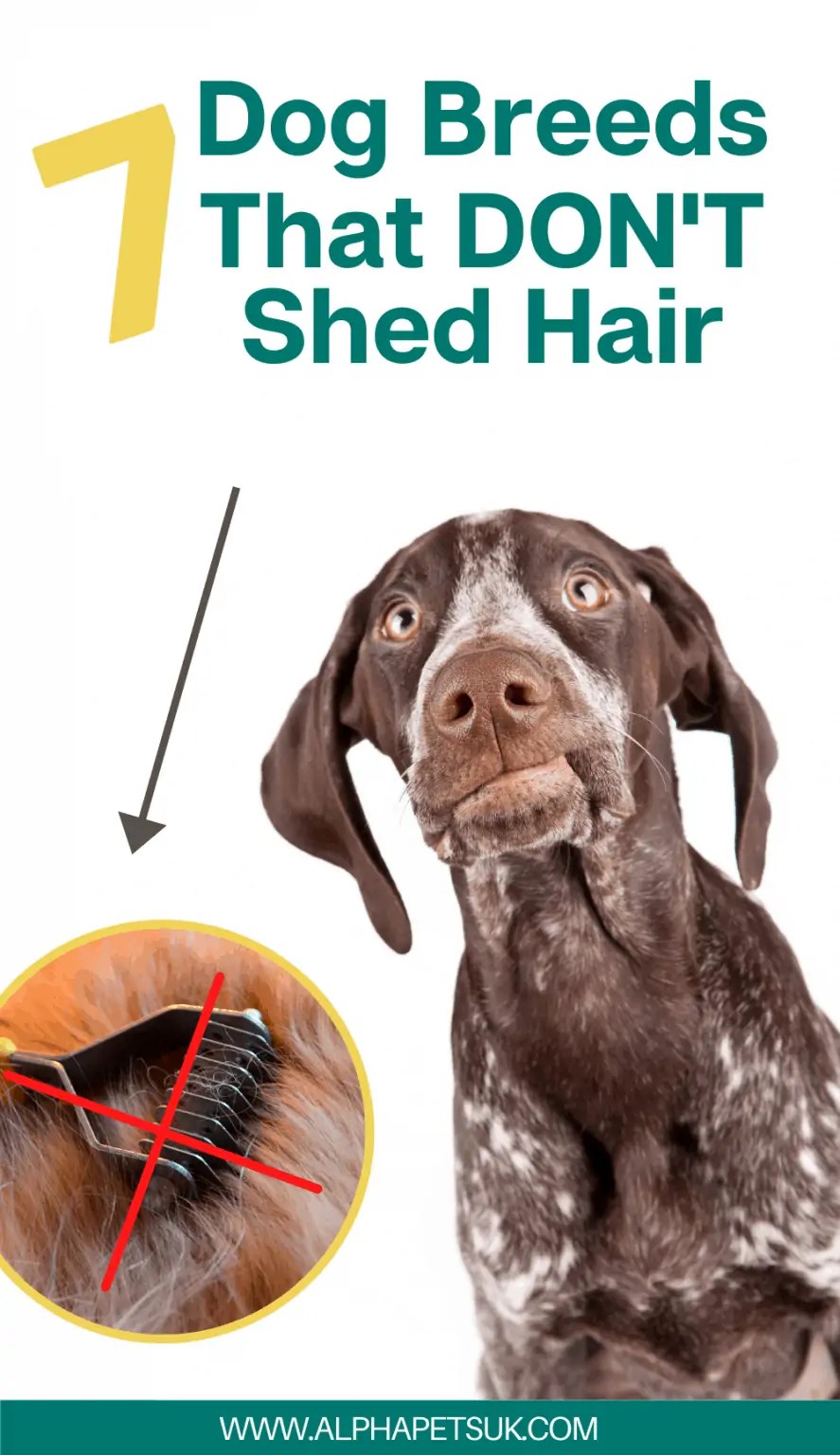 Best Medium to Large Short Haired Dog Breeds That Don’t Shed Alpha