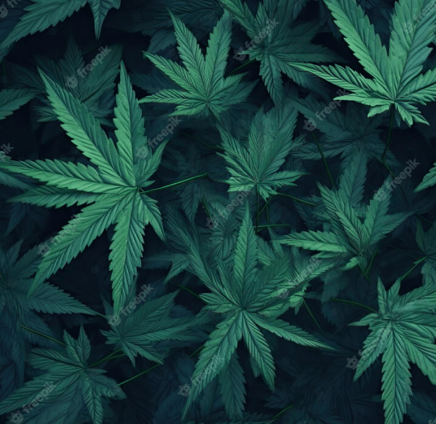 How to Open a Dispensary in Washington D.C.