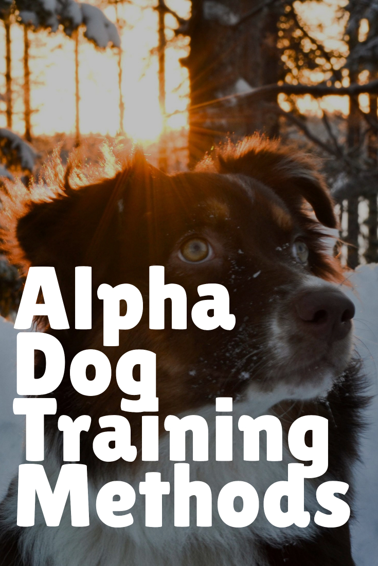 What Exactly Are Alpha Dog Training Methods? Alpha Trained Dog