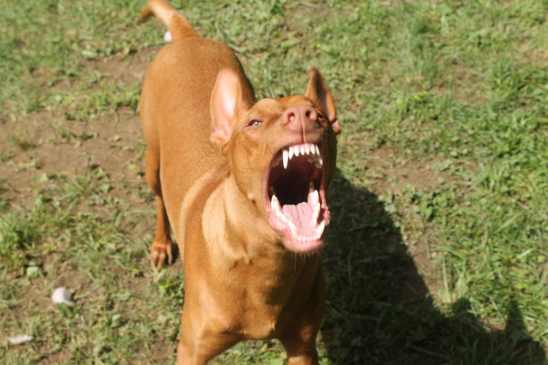 What Is Considered Excessive Dog Barking? Alpha Trained Dog
