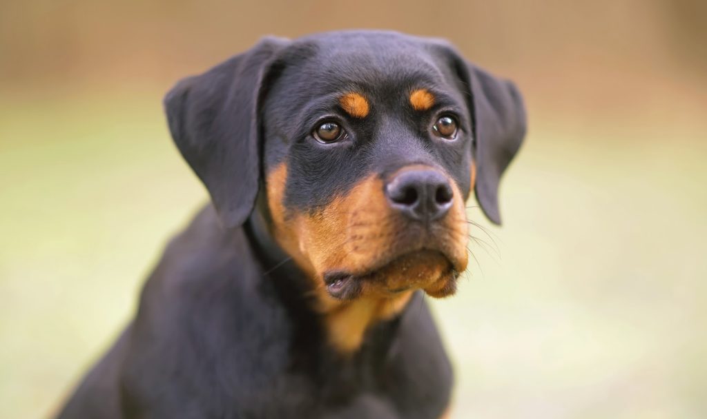 Are Rottweilers dogs good with Kids? A Complete Guide for Parents