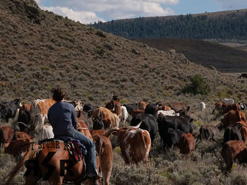 Team Building Colorado Activities Book Today!