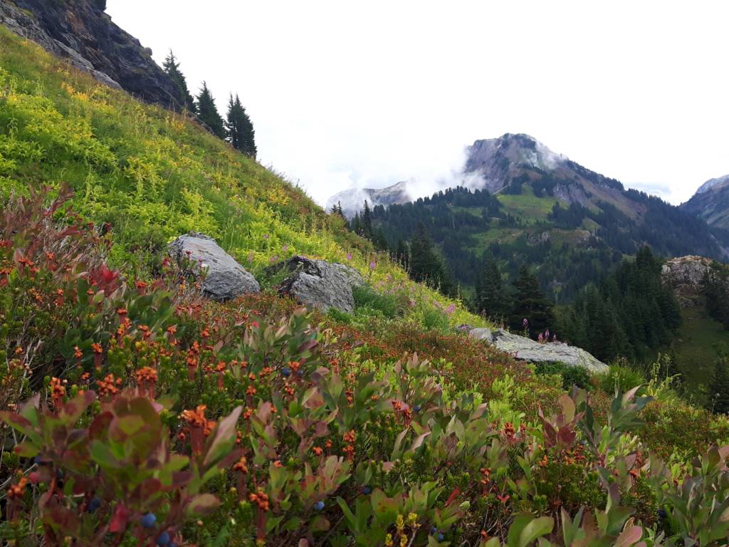 9 Best Mount Baker Wildflower Hikes Alpine Feeling