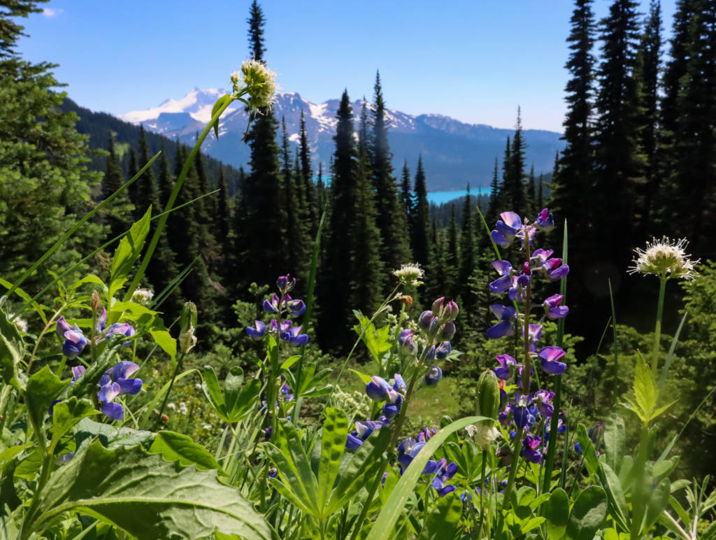 22 Amazing Wildflower Hikes close to Vancouver Alpine Feeling
