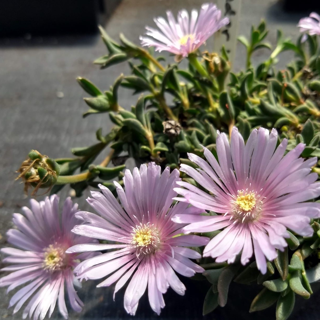 Delosperma 'Lavender Ice' Lavender Ice Plant Alpine Gardens