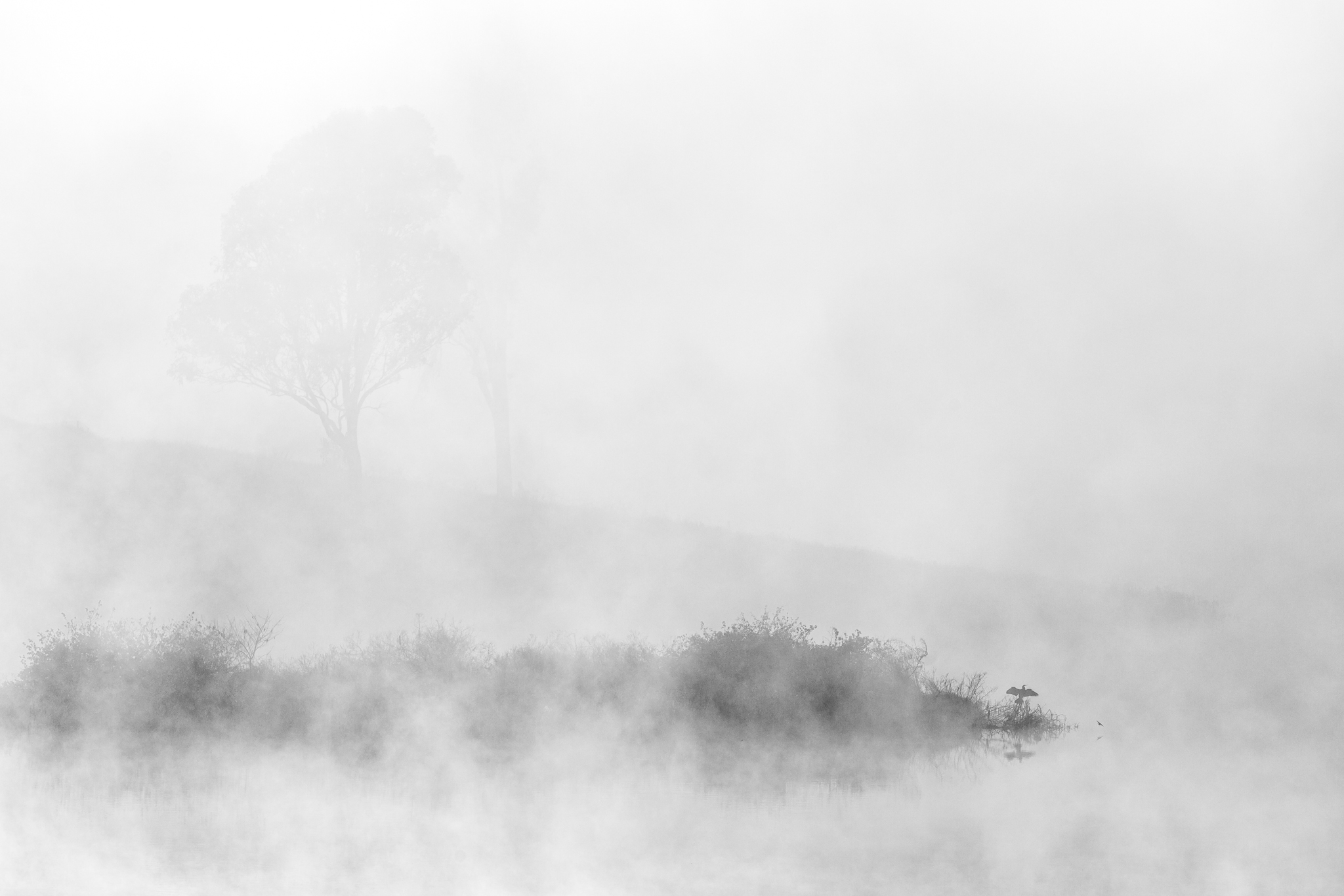 Cormorant Rising Alpine Light
