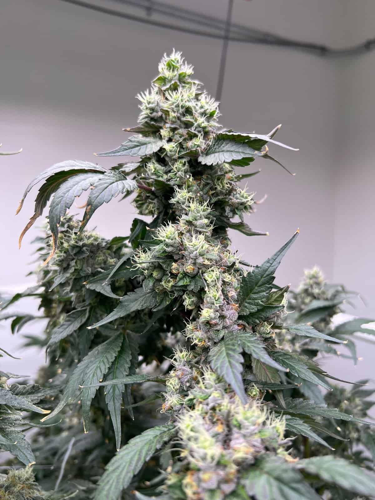 Vanilla Frosting x “Bacio” Gelato 41 *FEMINIZED* Alpine Seed Group