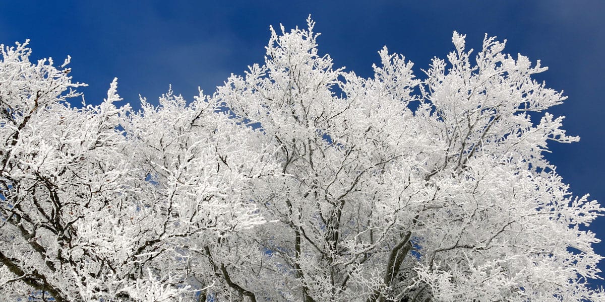 IceCovered Trees? What To Do [And What NOT To Do!] Alpine Tree Service
