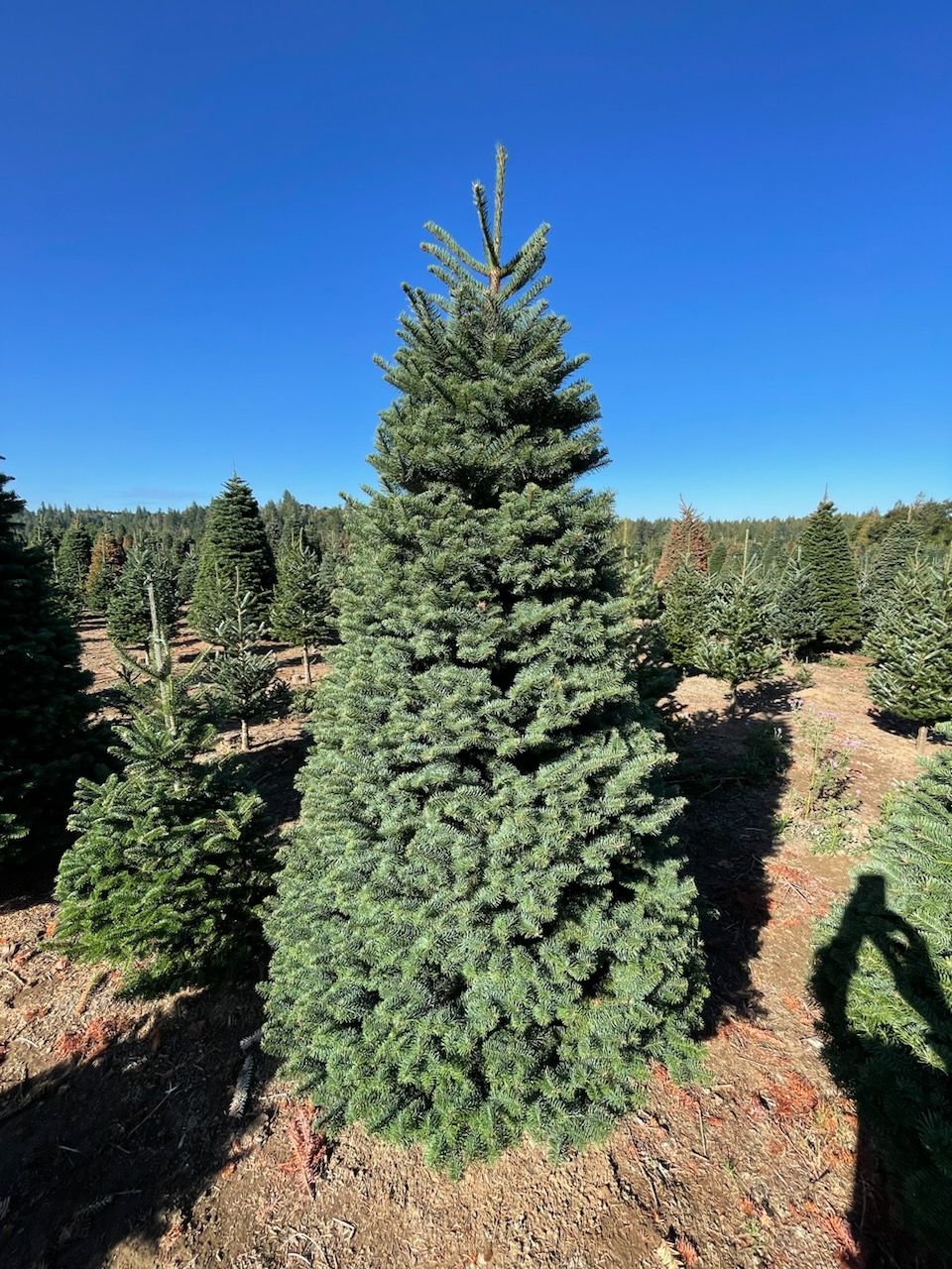 Alpine U Cut Premium UCut Christmas Tree Farm