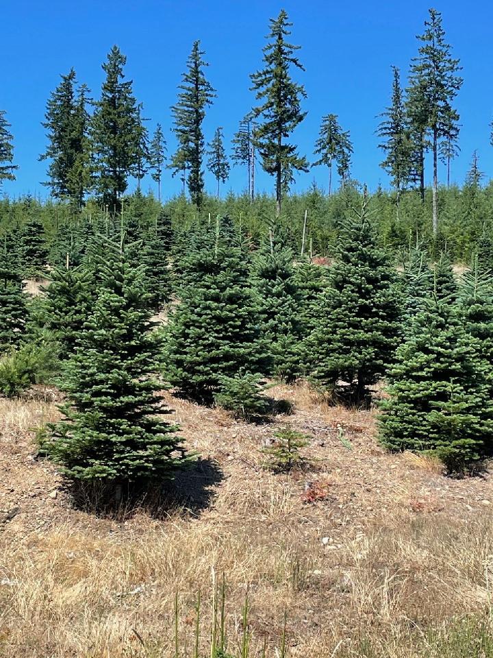 Alpine U Cut Premium UCut Christmas Tree Farm