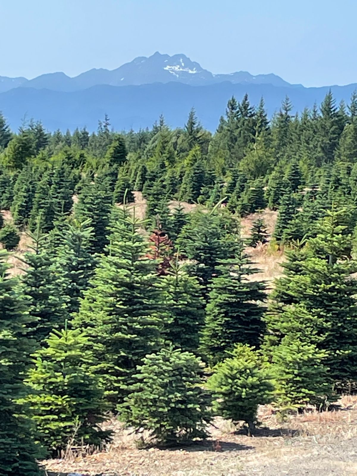 Alpine U Cut Premium UCut Christmas Tree Farm